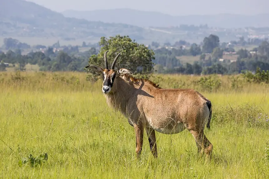 Roan Antelope (Hippotragus equinus) in Kruger National Park