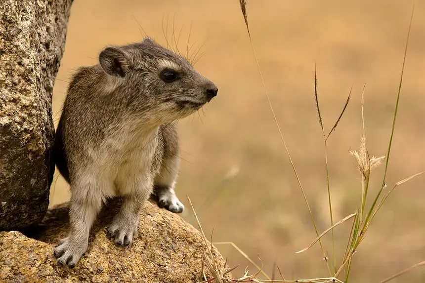 Rock Hyrax (Dassie) (Procavia capensis) in Kruger National Park