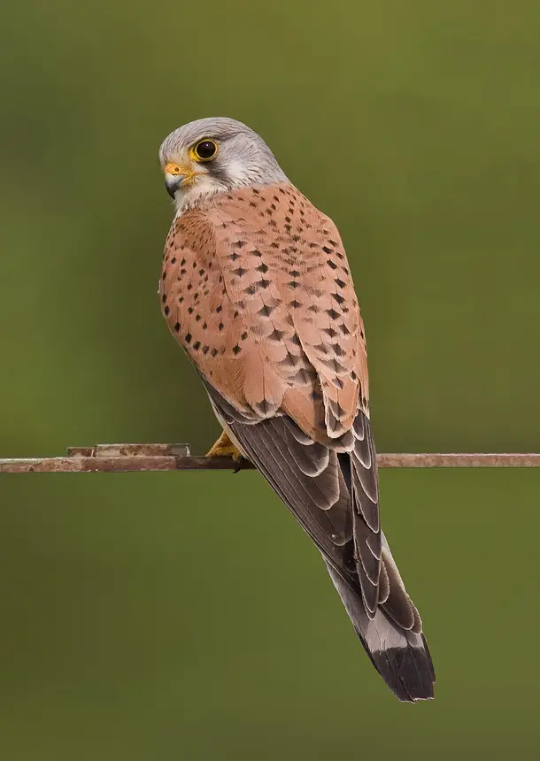 Rock Kestrel (Falco rupicolus) in Kruger National Park