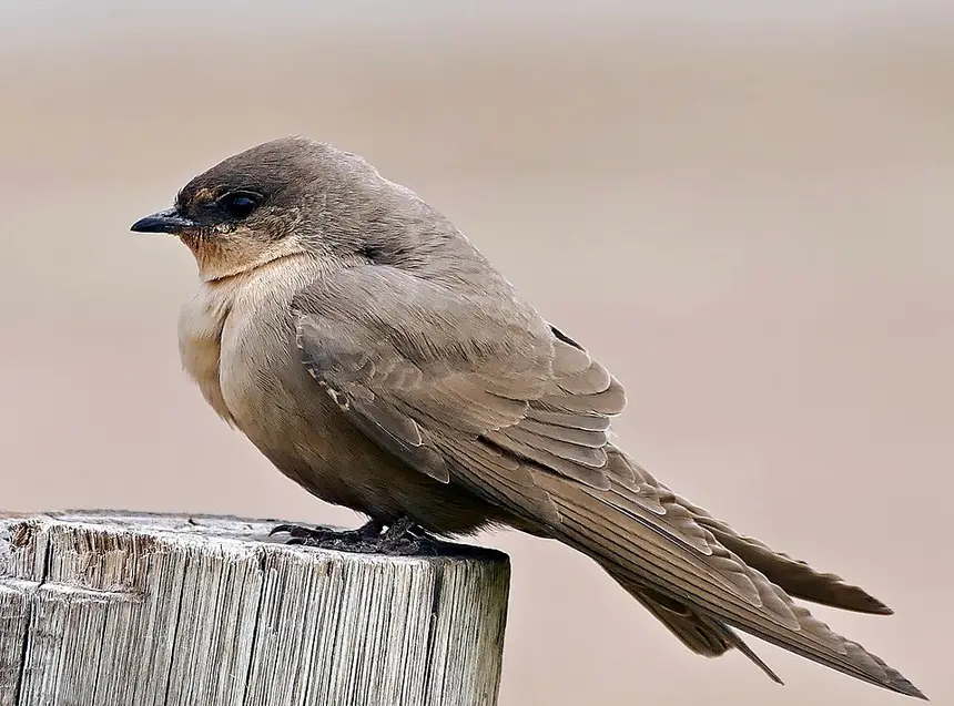 Rock Martin (Ptyonoprogne fuligula) in Kruger National Park