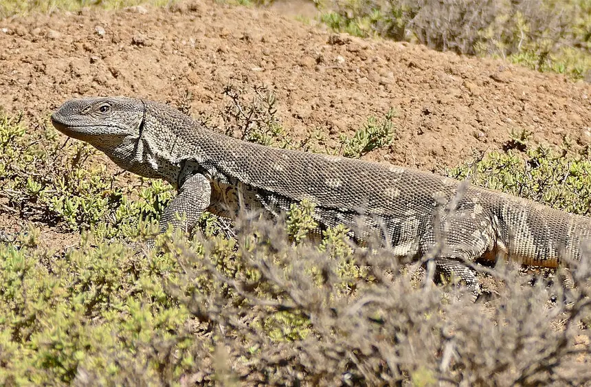 Rock Monitor (Varanus albigularis) in Kruger National Park