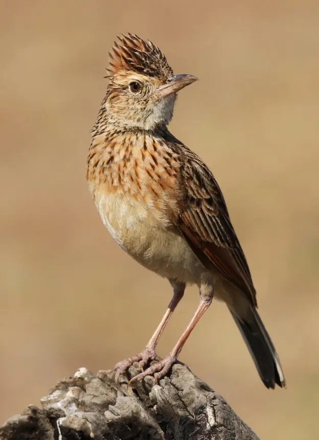 Rufous-naped Lark (Mirafra africana) in Kruger National Park
