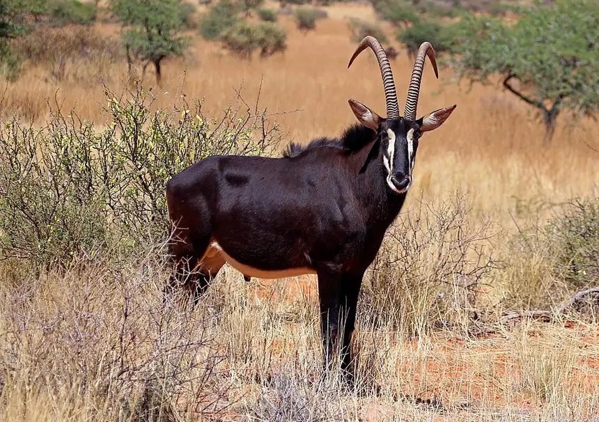 Sable Antelope (Hippotragus niger) in Kruger National Park