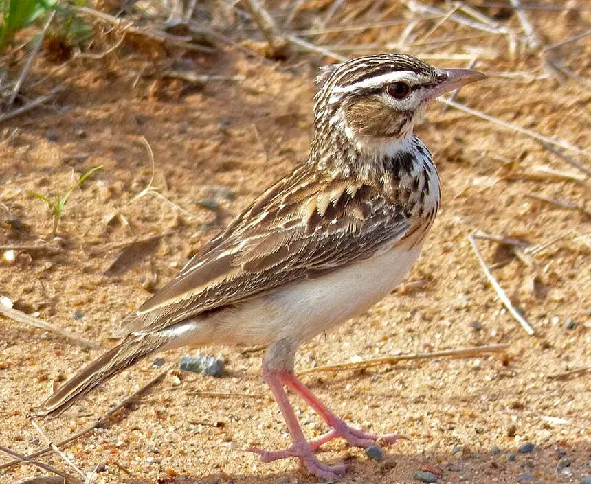 Sabota Lark (Calendulauda sabota) in Kruger National Park