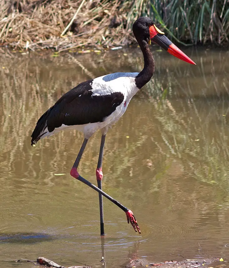 Saddle-billed Stork (Ephippiorhynchus senegalensis) in Kruger National Park