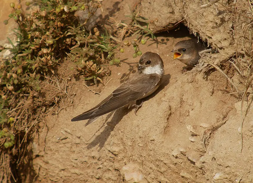 Sand Martin (Riparia riparia) in Kruger National Park