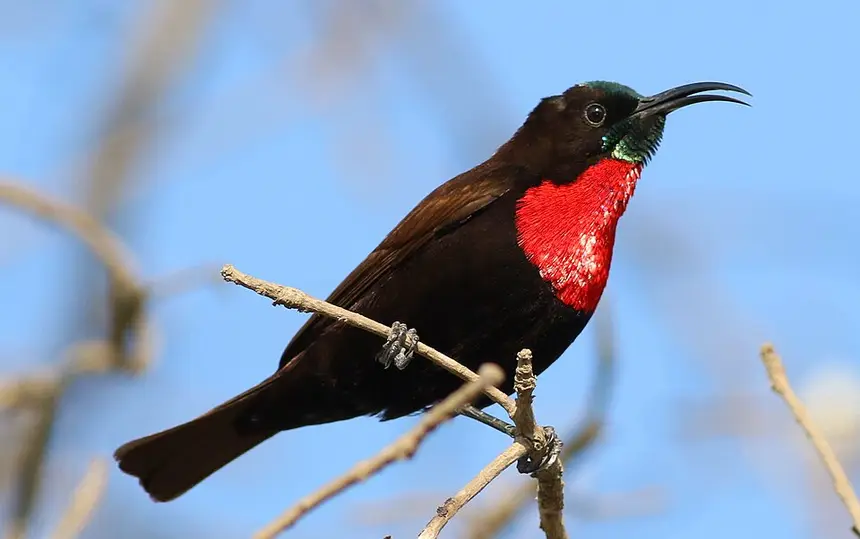 Scarlet-chested Sunbird (Chalcomitra senegalensis) in Kruger National Park