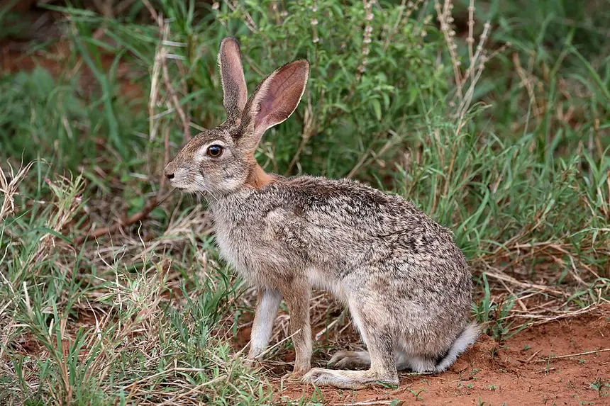 Scrub Hare (Lepus saxatilis) in Kruger National Park