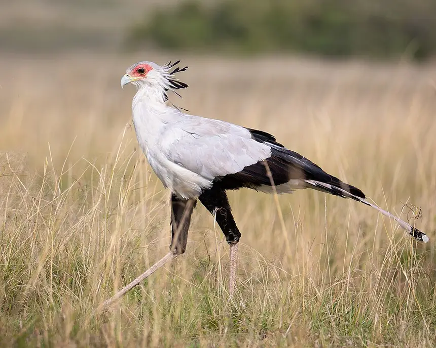 Secretarybird (Sagittarius serpentarius) in Kruger National Park