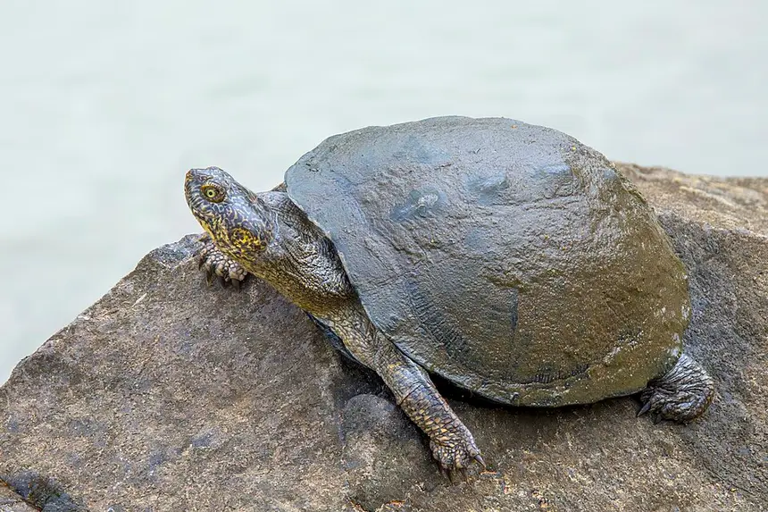 Serrated Hinged Terrapin (Pelusios sinuatus) in Kruger National Park
