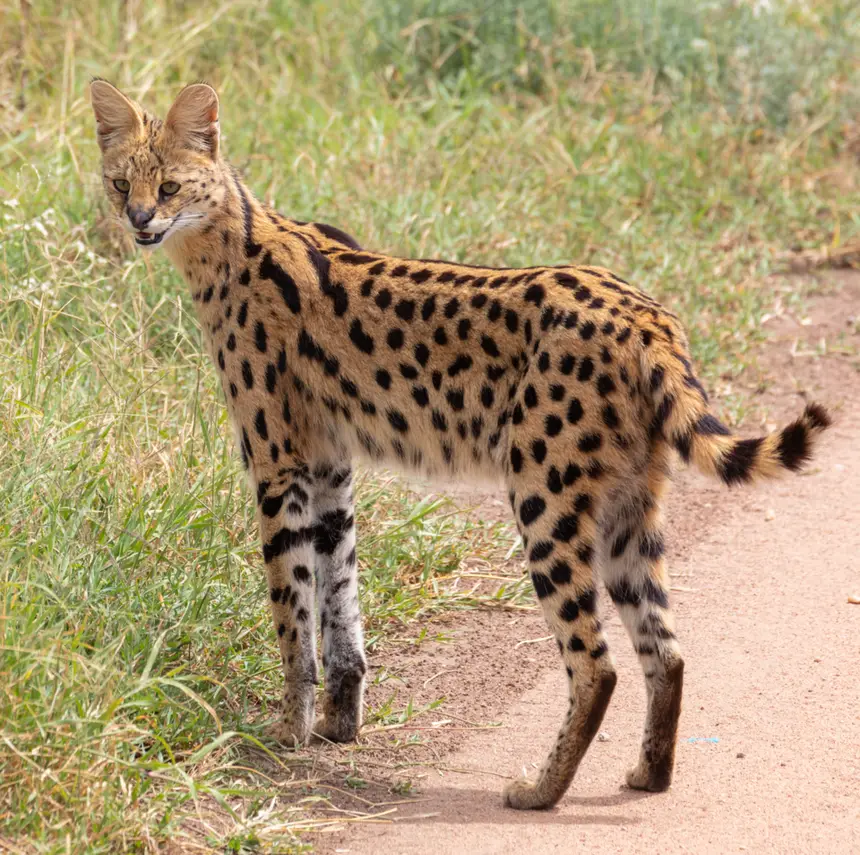 Serval (Leptailurus serval) in Kruger National Park