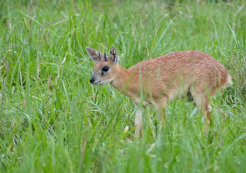 Sharpe's Grysbok (Raphicerus sharpei) in Kruger National Park