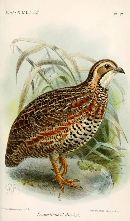 Shelley's Francolin (Scleroptila shelleyi) in Kruger National Park
