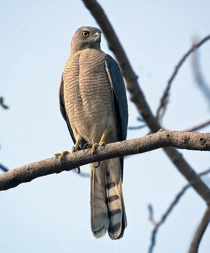 Shikra (Accipiter badius) in Kruger National Park