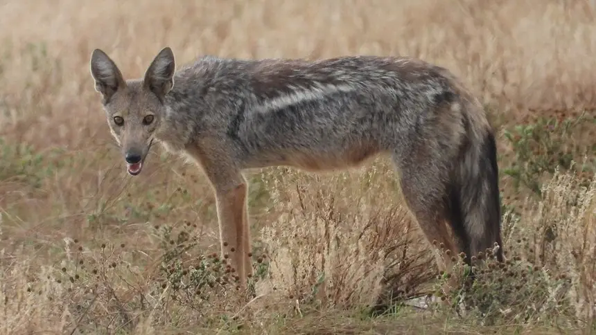 Side-striped Jackal (Lupulella adusta) in Kruger National Park