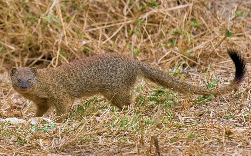 Slender Mongoose (Herpestes sanguineus) in Kruger National Park