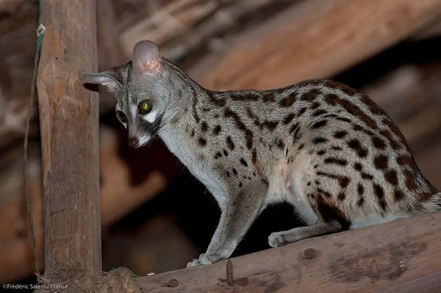 Small-spotted Genet (Genetta genetta) in Kruger National Park