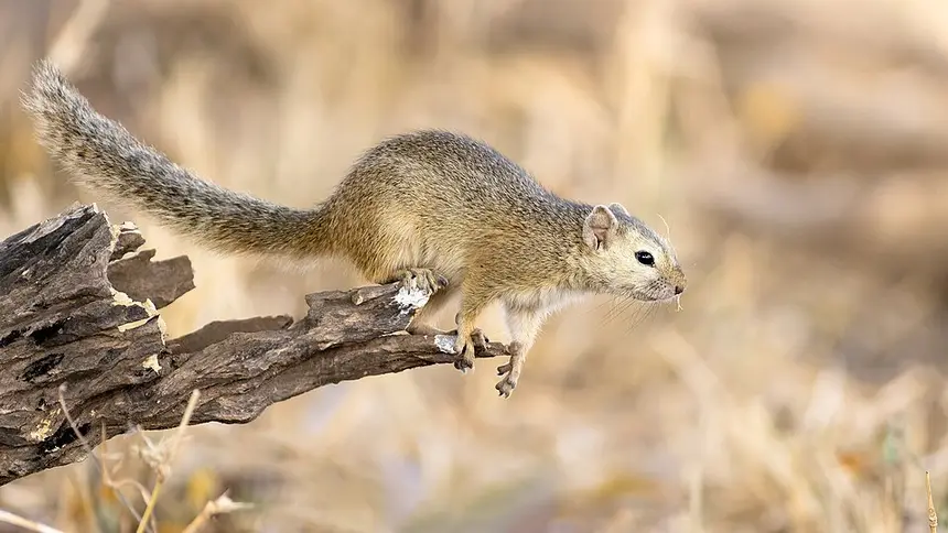 Smith's Bush Squirrel (Tree Squirrel) (Paraxerus cepapi) in Kruger National Park
