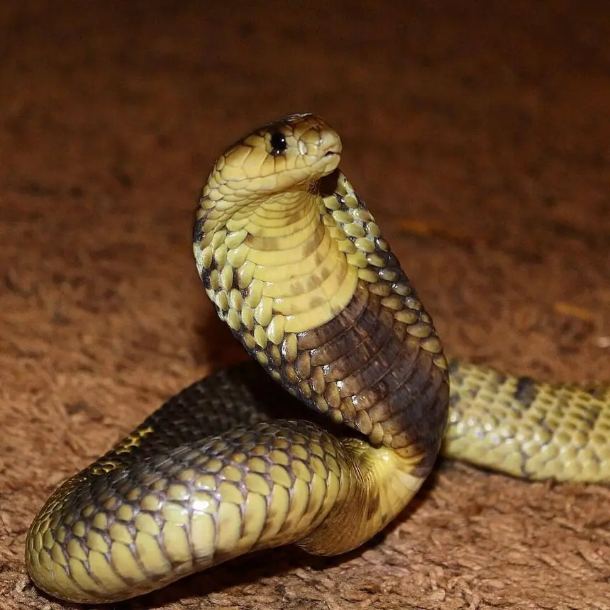 Snouted Cobra (Naja annulifera) in Kruger National Park