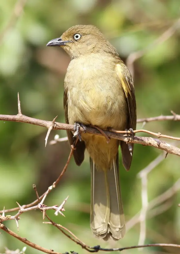 Sombre Greenbul (Andropadus importunus) in Kruger National Park