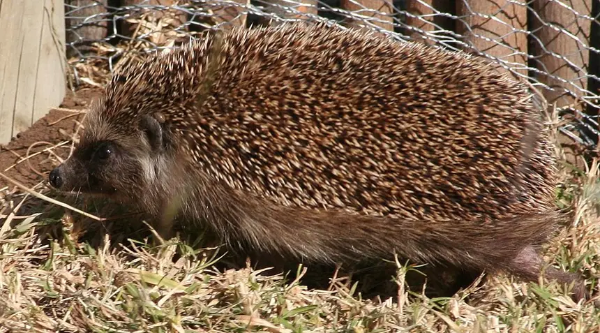 Southern African Hedgehog (Atelerix frontalis) in Kruger National Park