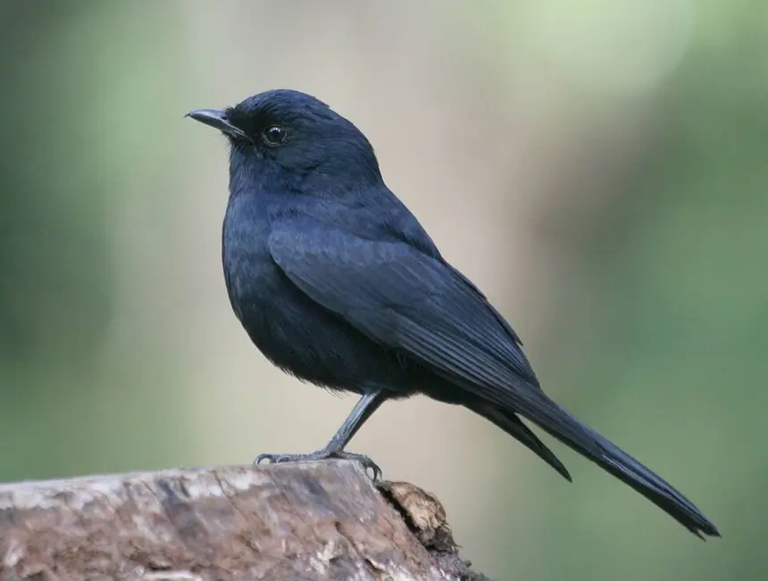 Southern Black Flycatcher (Melaenornis pammelaina) in Kruger National Park
