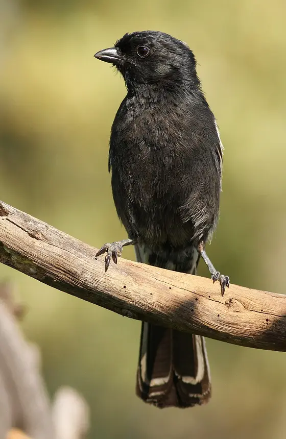 Southern Black Tit (Melaniparus niger) in Kruger National Park