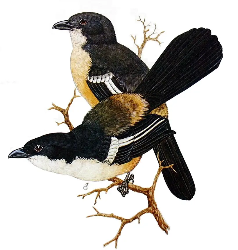 Southern Boubou (Laniarius ferrugineus) in Kruger National Park