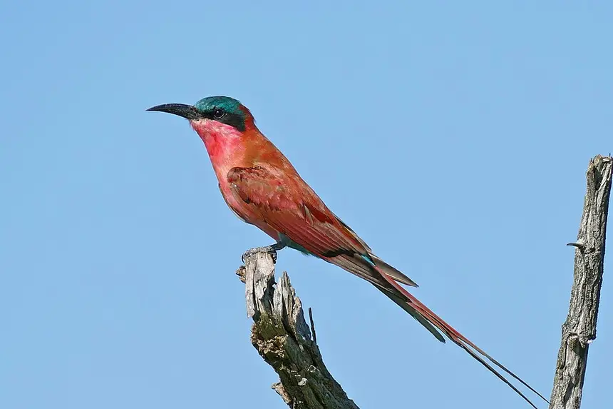 Southern Carmine Bee-eater (Merops nubicoides) in Kruger National Park