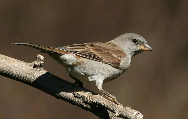 Southern Grey-headed Sparrow (Passer diffusus) in Kruger National Park