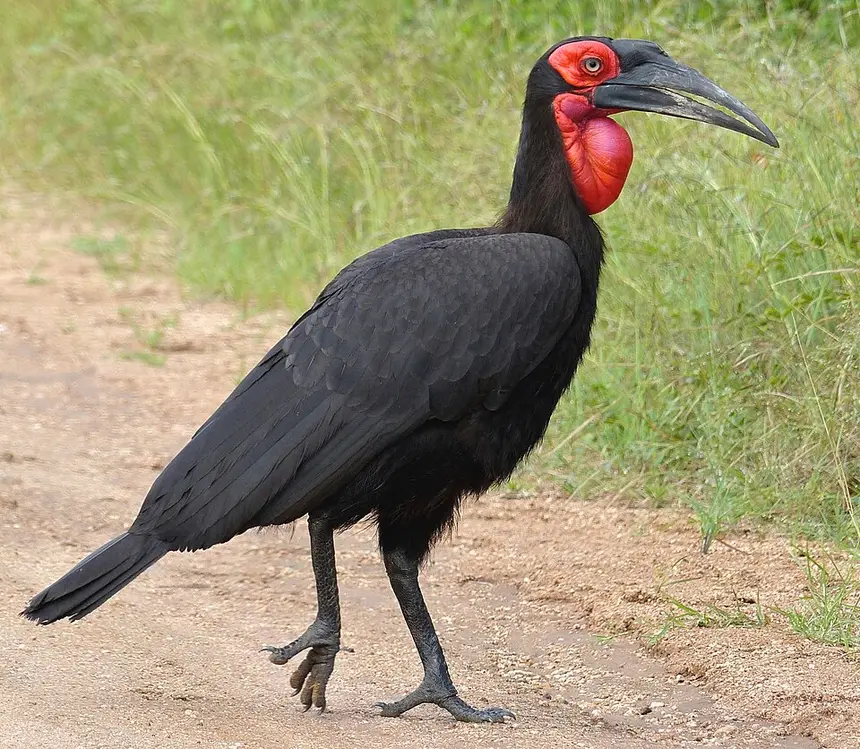 Southern Ground Hornbill (Bucorvus leadbeateri) in Kruger National Park