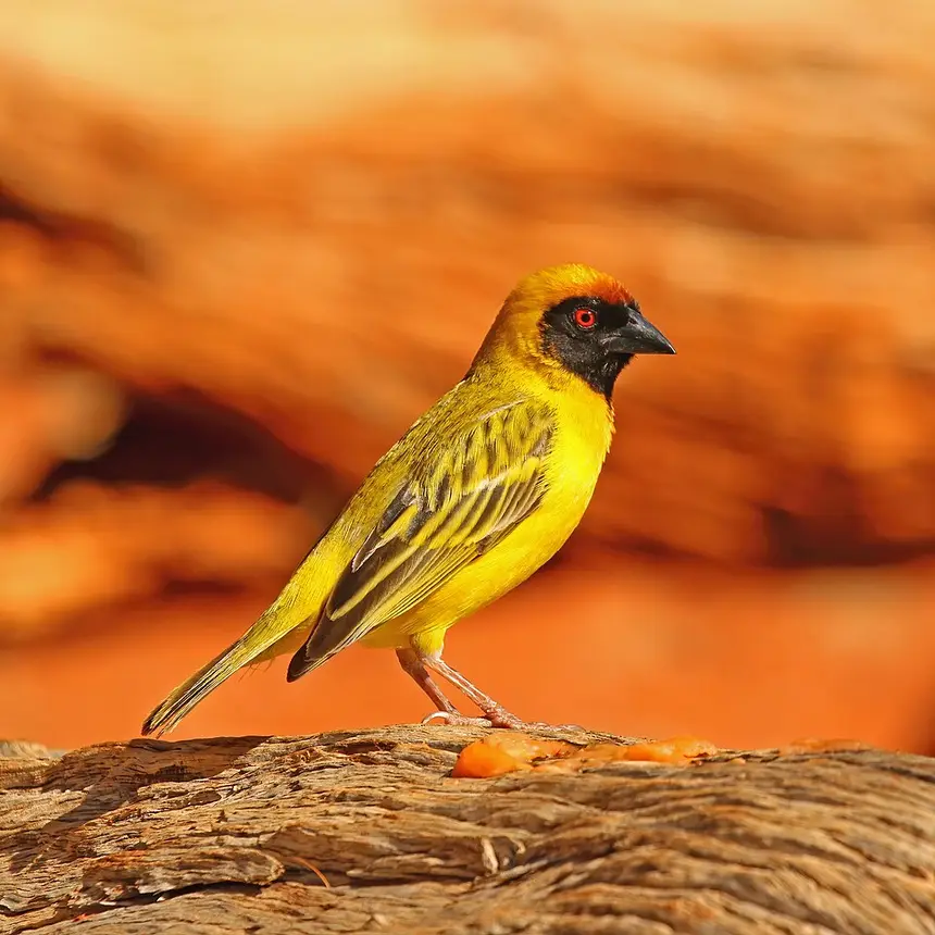 Southern Masked Weaver (Ploceus velatus) in Kruger National Park