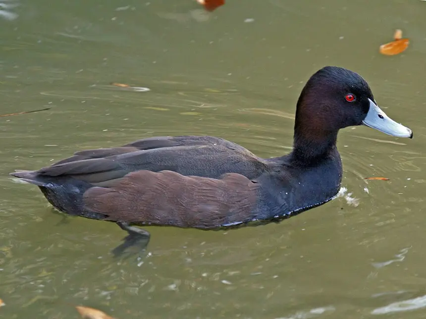 Southern Pochard (Netta erythrophthalma) in Kruger National Park