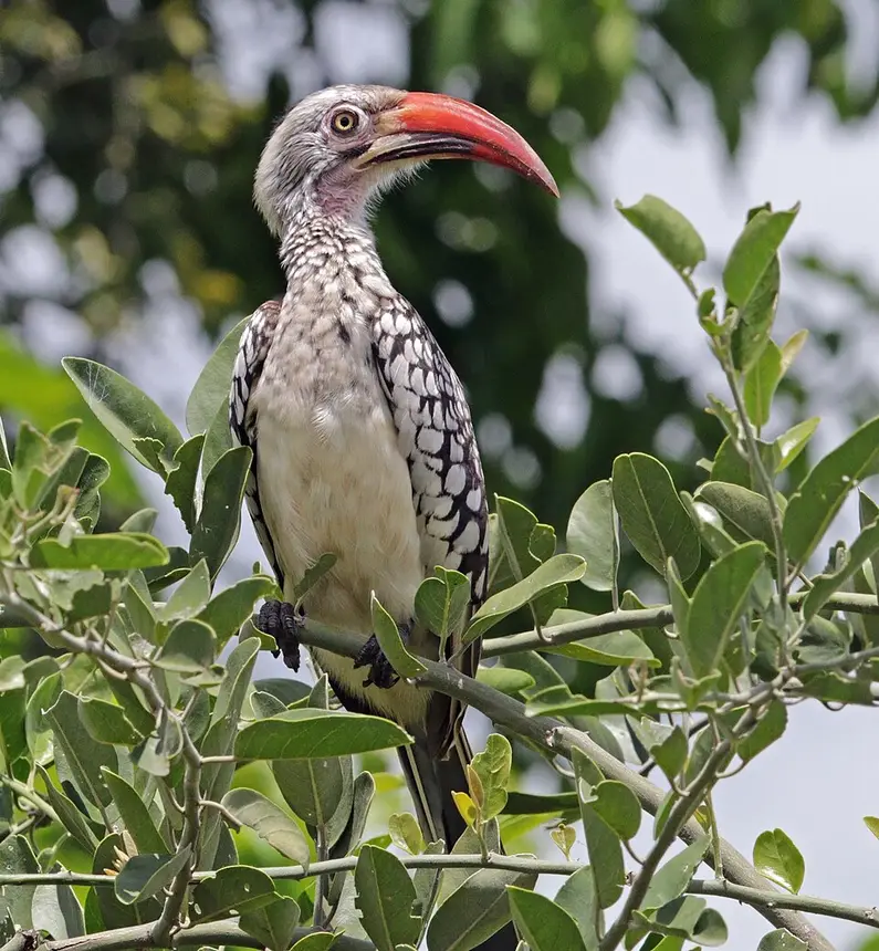 Southern Red-billed Hornbill (Tockus rufirostris) in Kruger National Park
