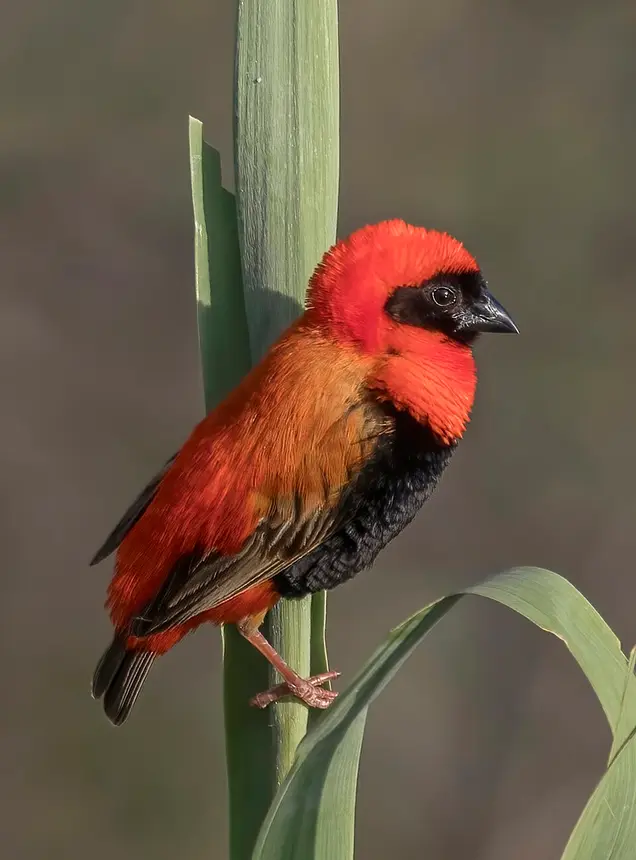 Southern Red Bishop (Euplectes orix) in Kruger National Park