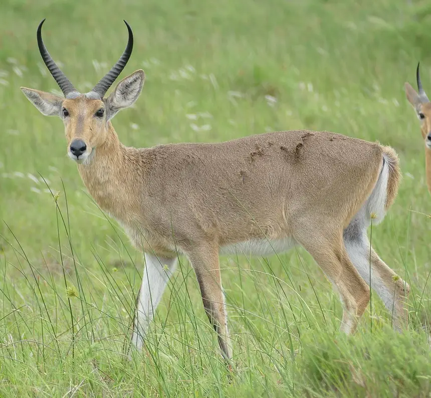Southern Reedbuck (Redunca arundinum) in Kruger National Park