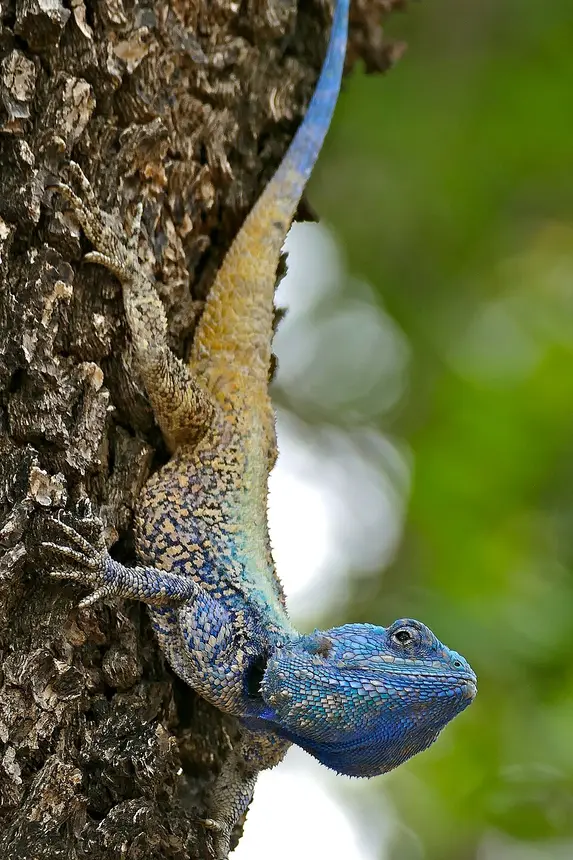 Southern Tree Agama (Acanthocercus atricollis) in Kruger National Park