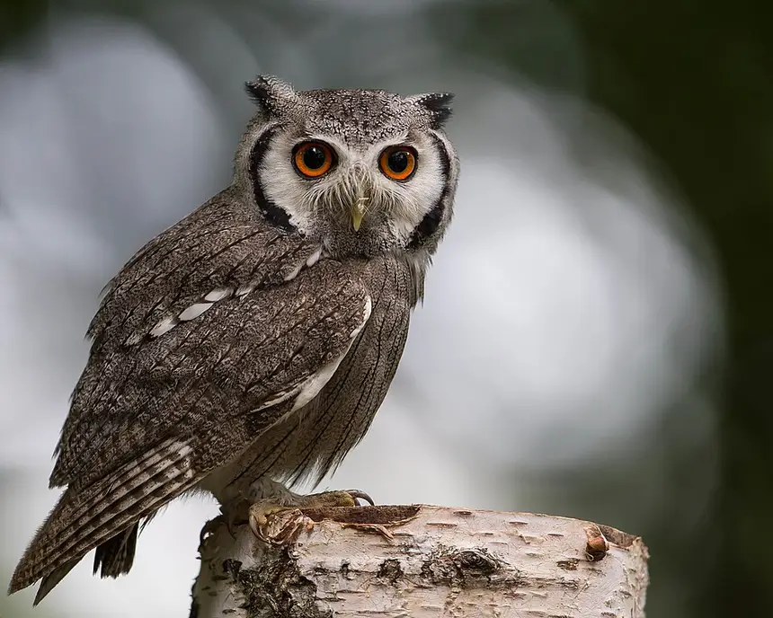Southern White-faced Owl (Ptilopsis granti) in Kruger National Park