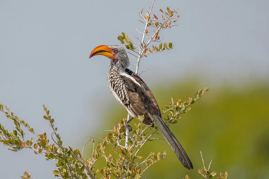 Southern Yellow-billed Hornbill (Tockus leucomelas) in Kruger National Park
