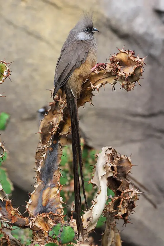 Speckled Mousebird (Colius striatus) in Kruger National Park