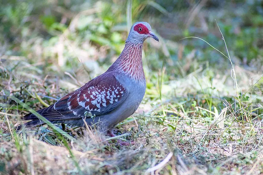 Speckled Pigeon (Columba guinea) in Kruger National Park