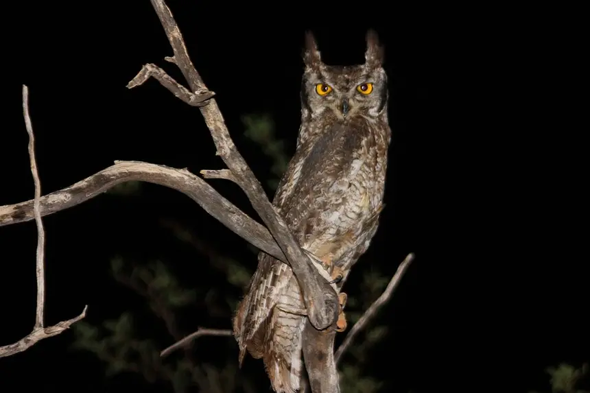 Spotted Eagle-Owl (Bubo africanus) in Kruger National Park
