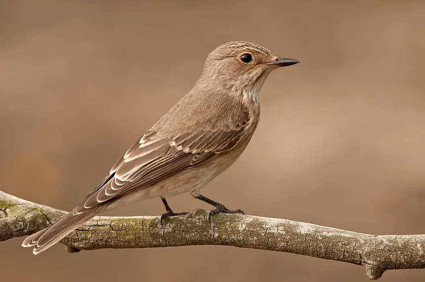 Spotted Flycatcher (Muscicapa striata) in Kruger National Park