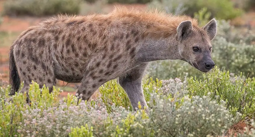 Spotted Hyena (Crocuta crocuta) in Kruger National Park