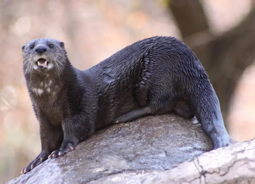 Spotted-necked Otter (Hydrictis maculicollis) in Kruger National Park
