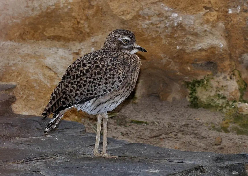 Spotted Thick-knee (Burhinus capensis) in Kruger National Park