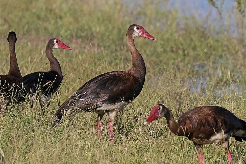 Spur-winged Goose (Plectropterus gambensis) in Kruger National Park