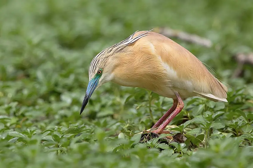 Squacco Heron (Ardeola ralloides) in Kruger National Park