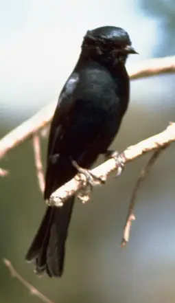 Square-tailed Drongo (Dicrurus ludwigii) in Kruger National Park