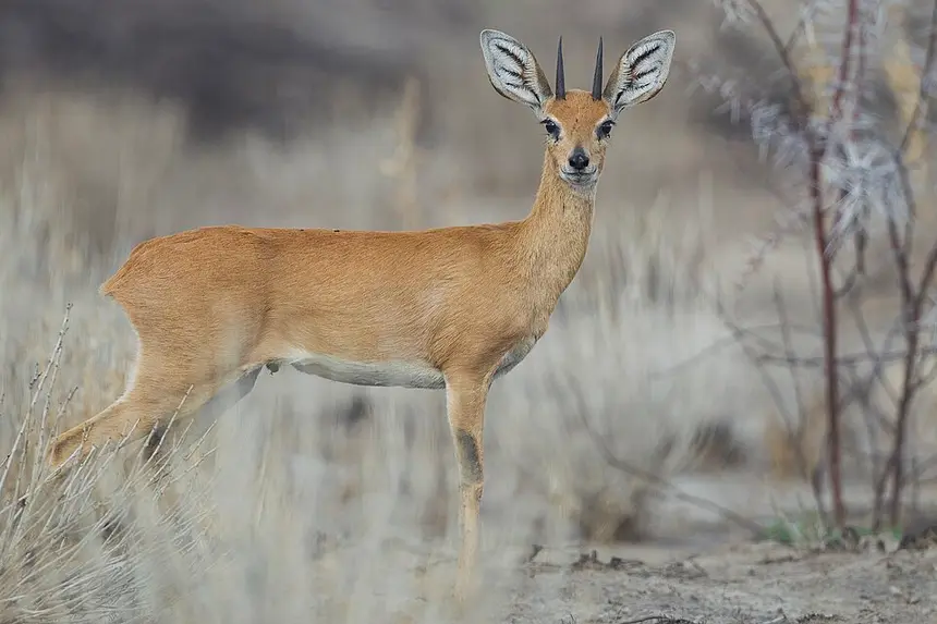 Steenbok (Raphicerus campestris) in Kruger National Park